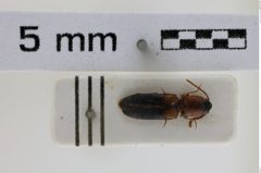 Foto (Dorsalansicht) von Peripontius dimidiatipennis (NHMW-ZOO-COL-0008751)